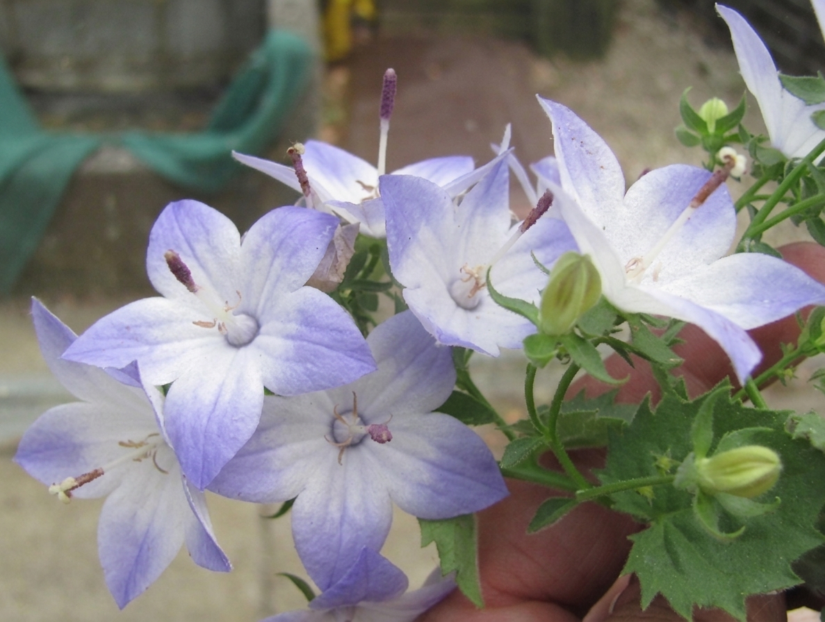 Campanula isophylla 'Pamela'